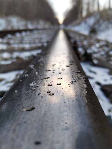 Rosa na kolejích.jpg