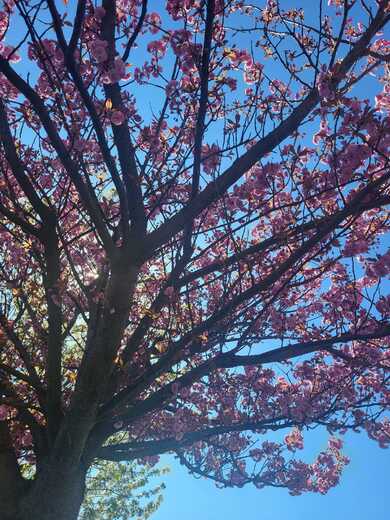 Sakura a Slunce.jfif