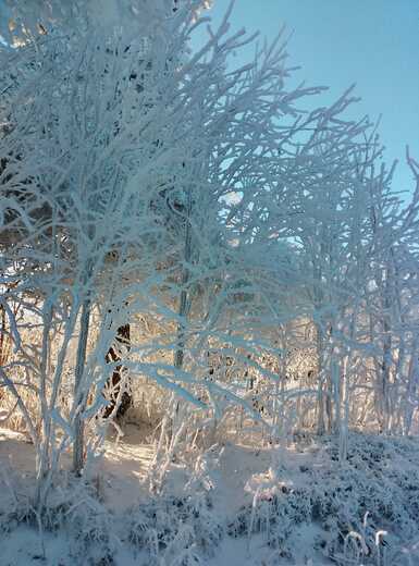 Tiché království mrazů.jfif